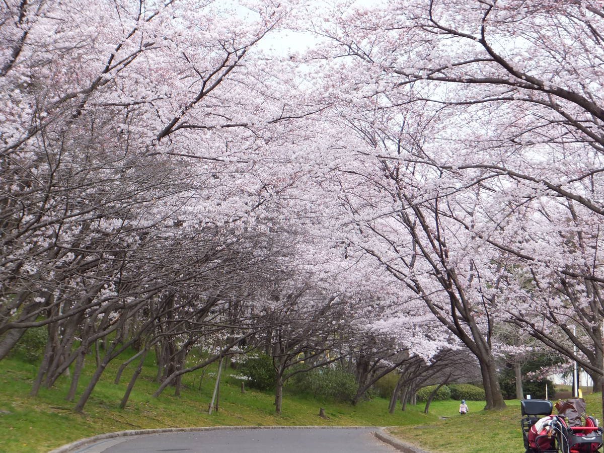 🌳 오이즈미 녹지(오이즈미료쿠치) 이미지 8